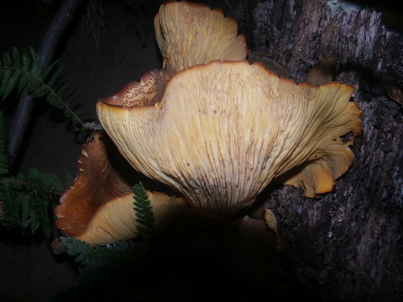 Strano autunno in sicilia